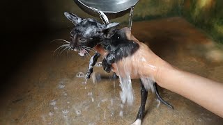 Bathing a kitten with baby shampoo