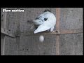 Bird Laying eggs Front of the Camera...Slow mo..