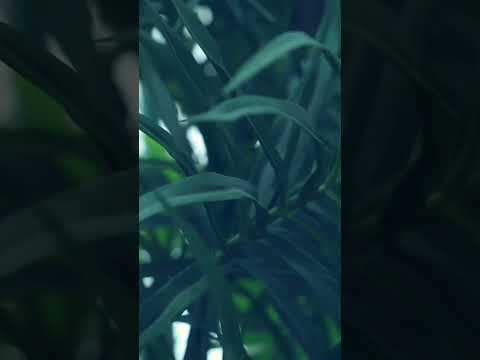 Вера Карелли , супер яркий образ🎉 музыка#music#клипы#клип#shortsvideo#singer
