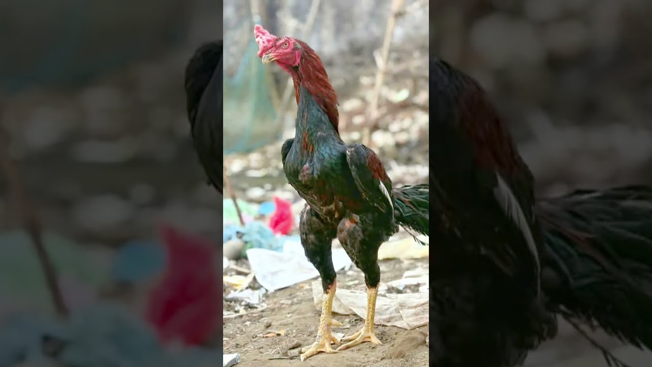 otlar olami 461 pure Aseel top quality pure fighter bloodline Aseel rooster birds