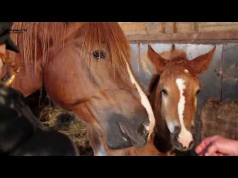 Video: Cavallo Di Razza Freiberg Ipoallergenico, Salute E Durata Della Vita