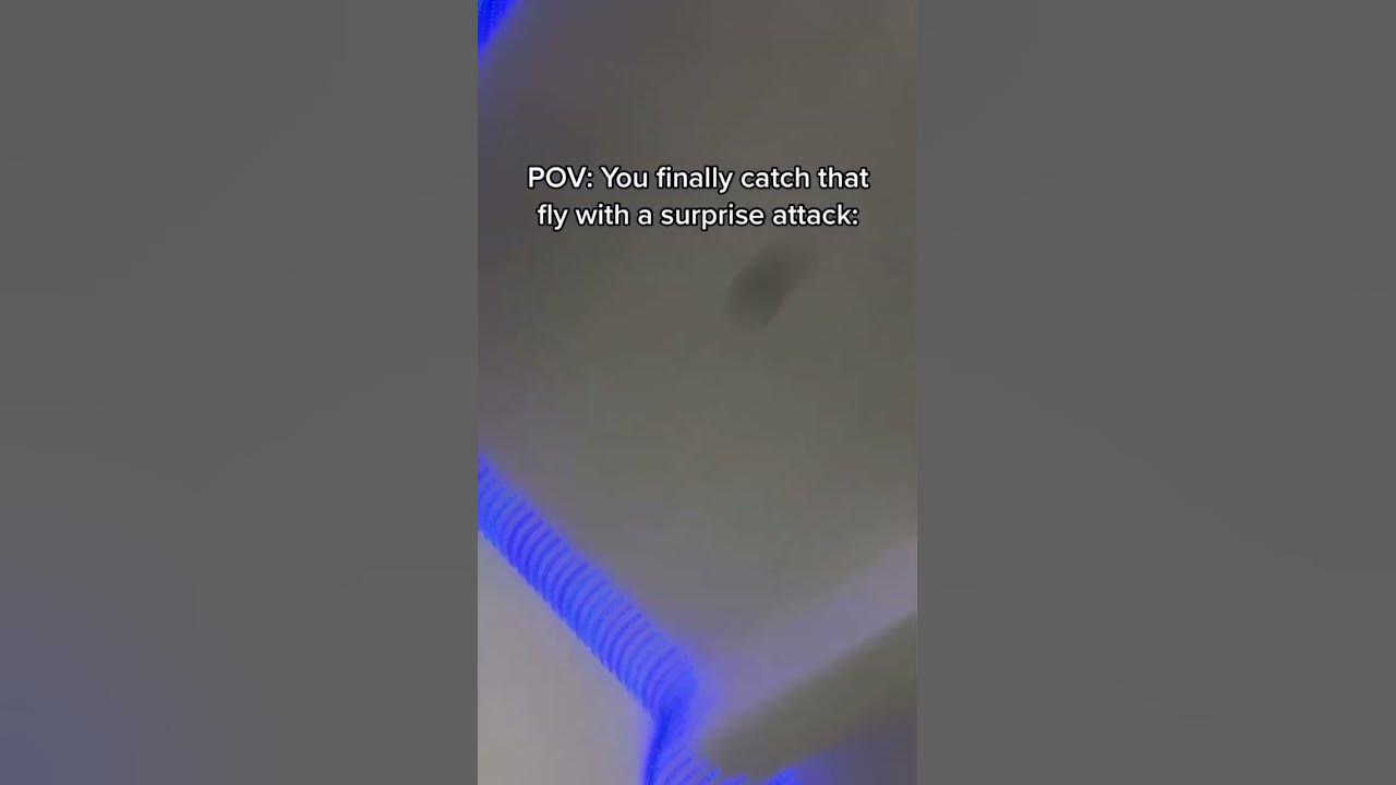 Why Are Flies Always In My Room