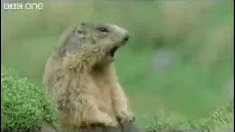 VERY FUNNY ANIMALS, ALAN! ALAN! ALAN!.mp4