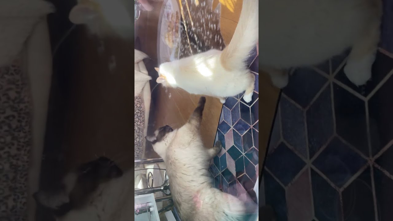 Benya Cat and Cookie play together  