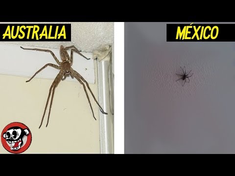 Vídeo: 8 Razones Por Las Que Nunca Deberías Salir Con Un Hombre Australiano - Matador Network