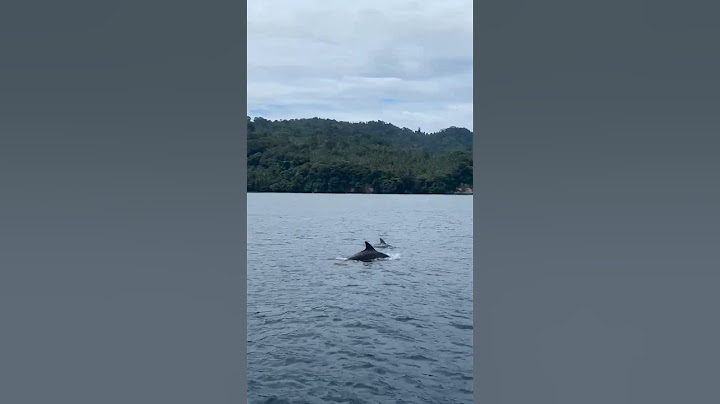 A rare and magical moment in Lembeh Strait — dolphins! #travel #dolphin