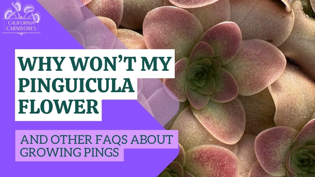 Почему моя пингвикула не цветёт? И другие распространённые вопросы о выращивании