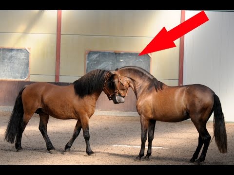Video: Bir atın ömrü. İnsan açısından atların yaşı