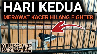 SAYA PAKAI CARA INI !! CARA MERAWAT KACER AGAR CEPAT TARUNG | DR KACER TERBARU