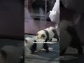  des visiteurs venus voir des pandas dcouvrent des chiens maquills de noir et blanc dans un zoo