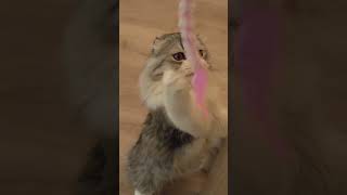 Super Slow Motion of a #ember  Super Cute Kitten having fun in 1000 Fps