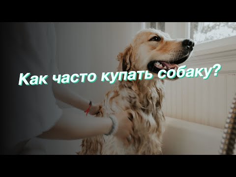 Как часто купать собаку?