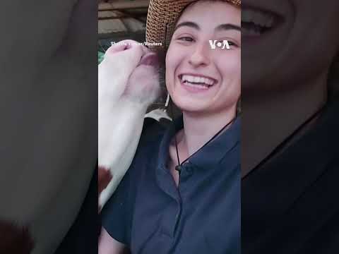 Cow Rushes To Take A Selfie As Owner Pulls Camera Shorts | Voa News