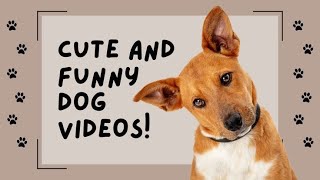 EP#3-Smart Funny Dog