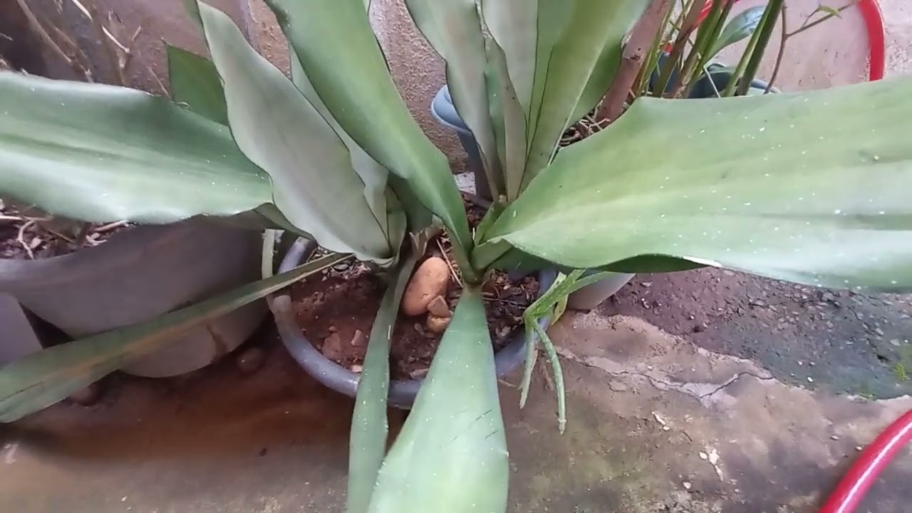 Novas Espécies De Plantas #natureza #plantas 