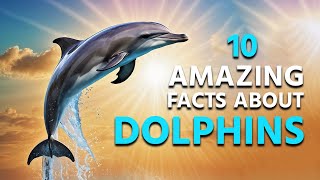 10 Amazing Facts About Dolphins | The Animal Explorer