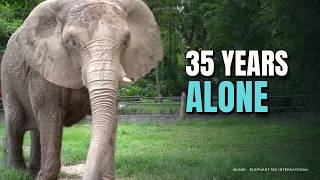 Details Mundi: 35 Years Alone. Then She Touched Another Elephant Update