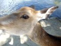 Tamed deer in Nara, Japan eats my map!