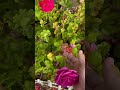 گل رز در میان شمعدانی ها گل رز در میان شمعدانی ها