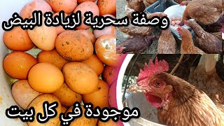 وصفة سحرية لزيادة البيض/ تربية الدجاج البلدي البياض ودجاج الفيومي