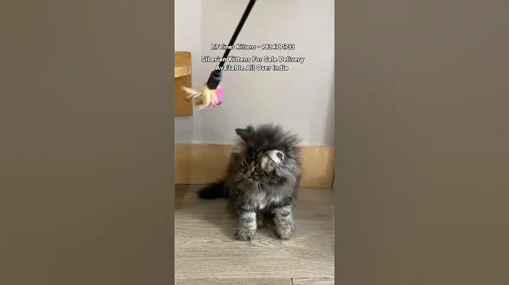 Watch the video about Siberian Cat Kittens Price in India #mumbai #siberiancat #kolkata #gurgaon #siberiancat #pune #thane