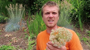 Roots Garden Service - Intro