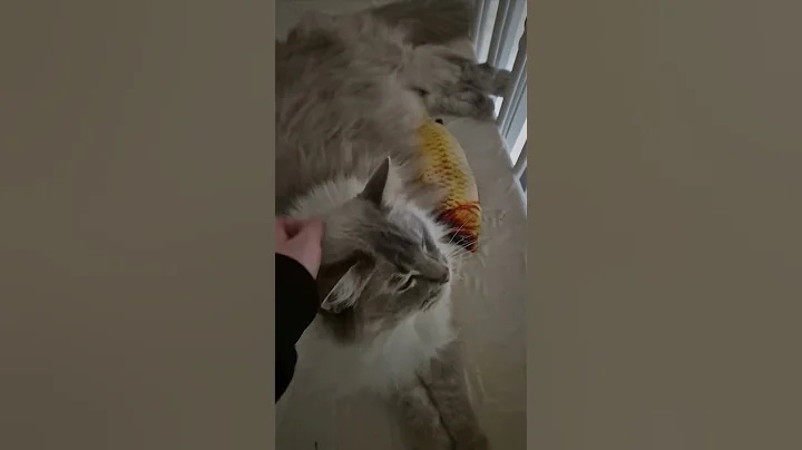 Watch the video about Baby Hemmo #cat #catvideos #cute #ragdolls