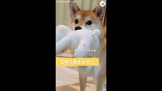 【おかえりの後は…】ぬいぐるみを咥えてお出迎えをした柴犬→このあと可愛い遊んでアピールが始まる #Shorts