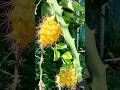 Yellow dragon fruit propagation #dragonfruit #gardentour #gardentips #youtubeshorts #gardeningtips