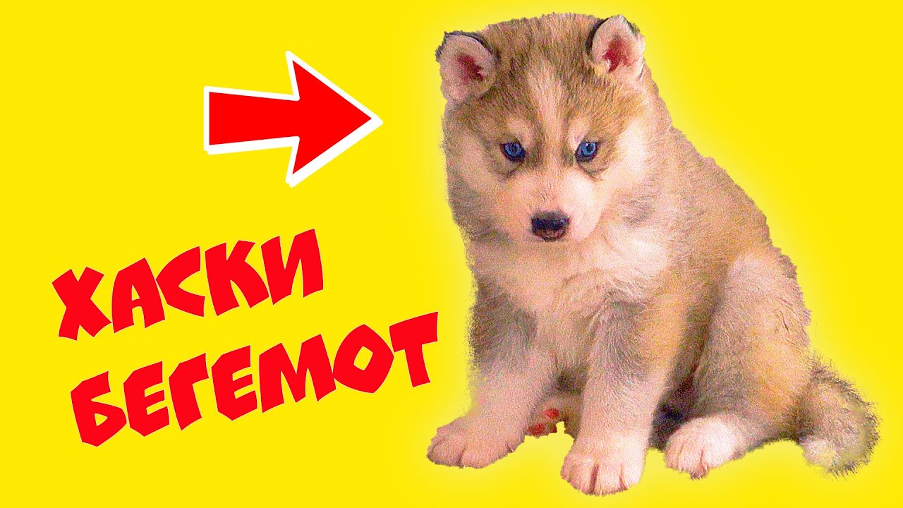 щенки были отравлены