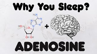 Adenosine - How A Tiny Molecule Controls Your Sleep