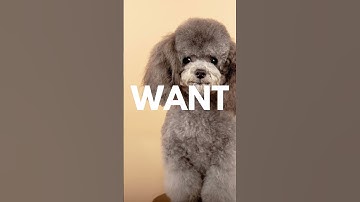 Who wants a Poodle Dog? #shorts