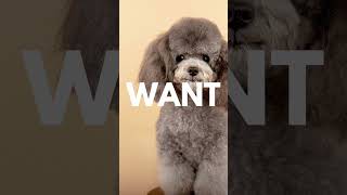 Who wants a Poodle Dog? #shorts