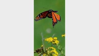 Flying through the flowers