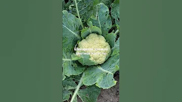 ☀️☀️☀️Как вырастить цветную капусту🥬🥬🥬