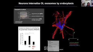 Transfer of exosomes from myelinating glia to neurons by Eva Maria Krämer Albers