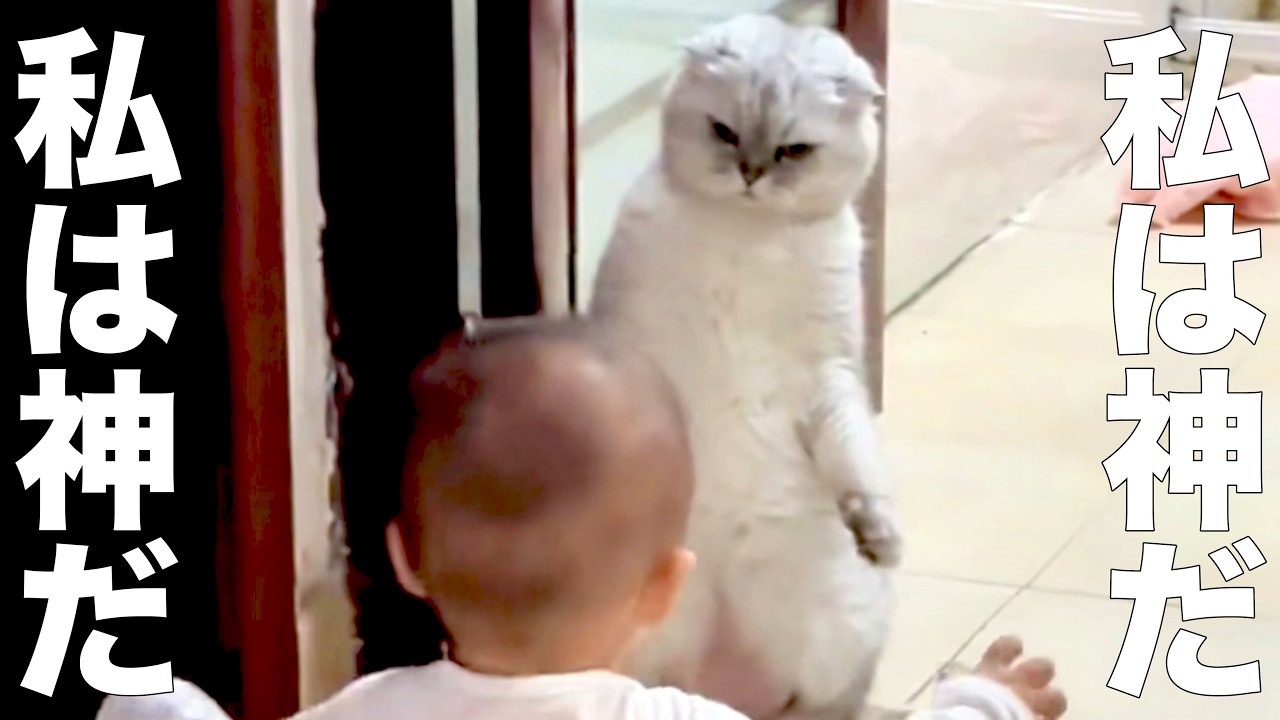 ⭐︎にゃこ⭐︎ Cat God [dubbing] - YouTube