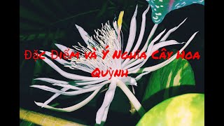 ĐẶC ĐIỂM VÀ Ý NGHĨA VỀ HOA QUỲNH - NỮ HOÀNG BÓNG ĐÊM