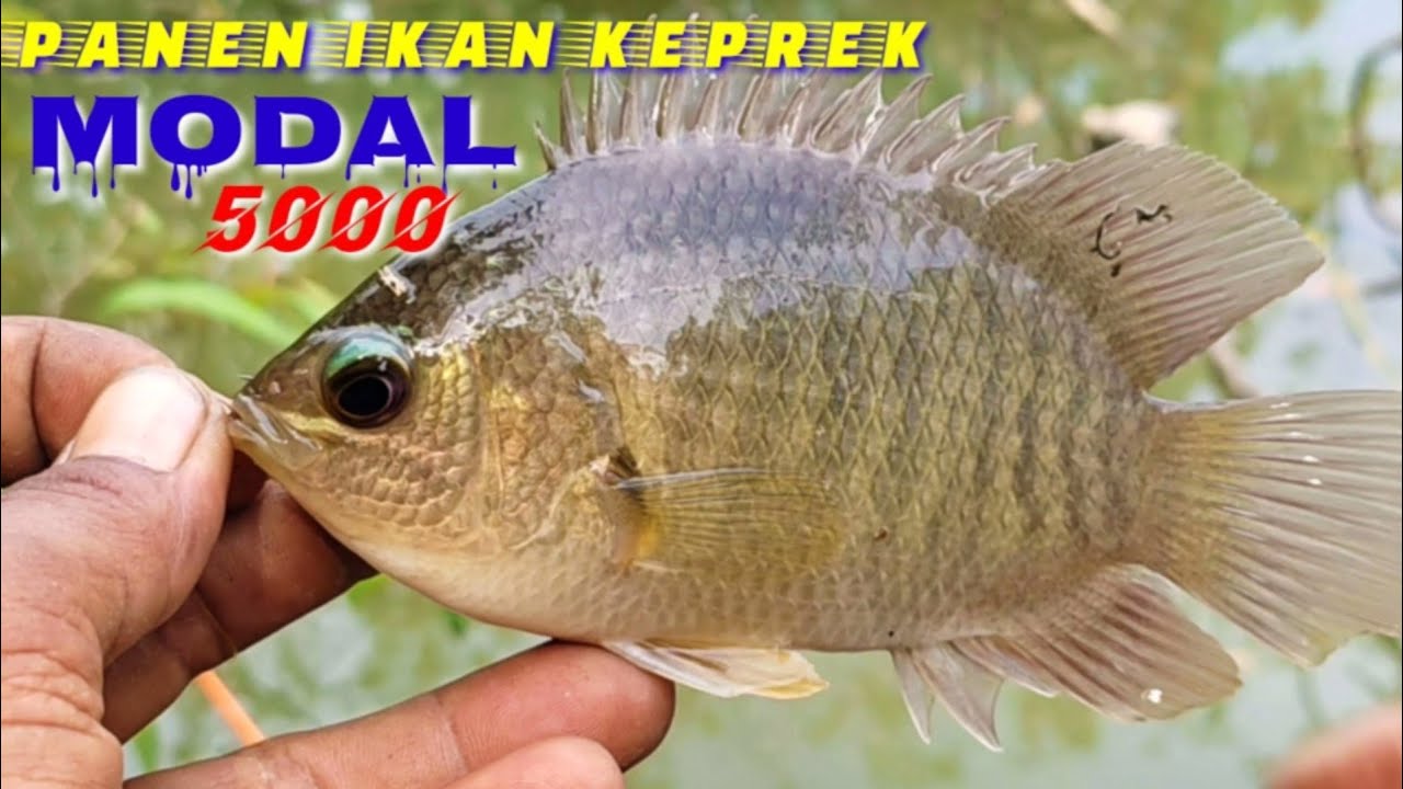 semua orang pasti betah mancing disini || mancing ikan keprek umpan jangkrek