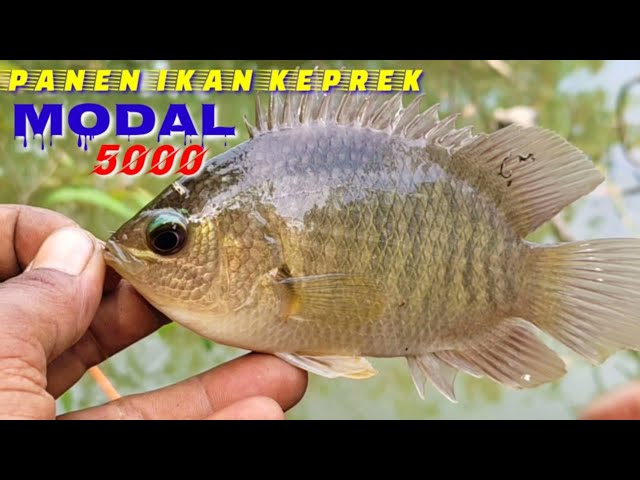 semua orang pasti betah mancing disini || mancing ikan keprek umpan jangkrek class=