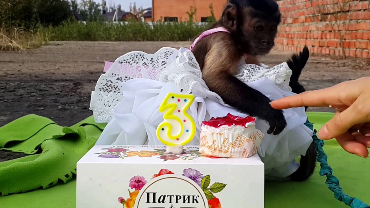 2016.10.07 Обезьяна капуцин Масяня. День рождения. - YouTube