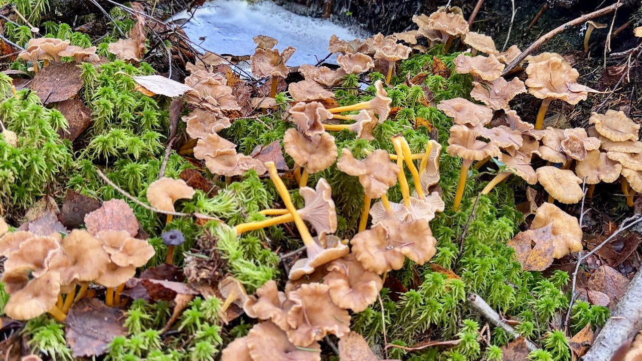 ไฮไลท์สวยๆ (Rerun)Trattkantarell 🇸🇪(Cantharellus_Tubaeformis)   กลุ่มนี้เห็ดสวยที่สุดแห่งปี 💕
