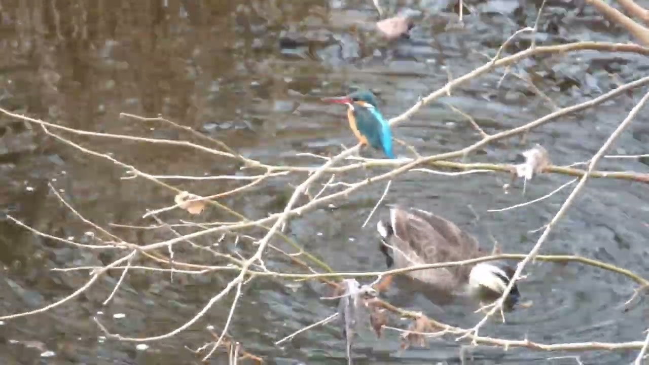 カワセミ動画その266(k2026 02 24 v)