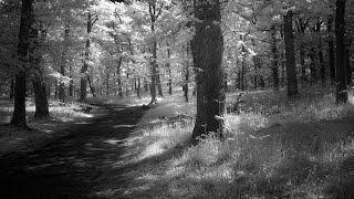 Infrared photography in a beautiful Scottish woodland