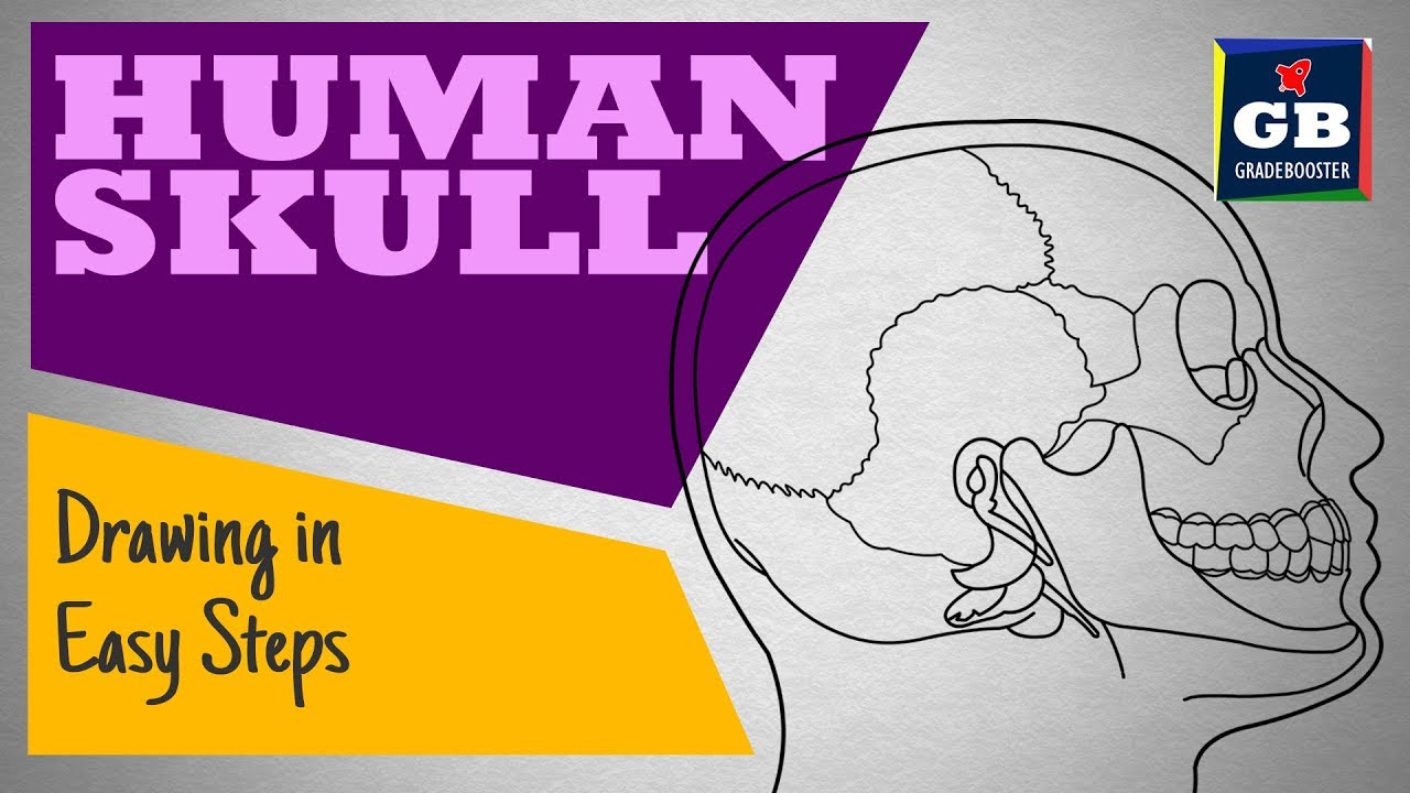 Easy way to draw human #skull : locomotion&movement |NCERT class 11 |biology | science|CBSE syllabus