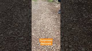 Possível Jazida de Ágata no Rio Grande do Sul! #pedraspreciosas