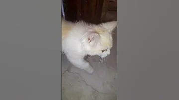 أنا جعانه مفيش حد في البيت 