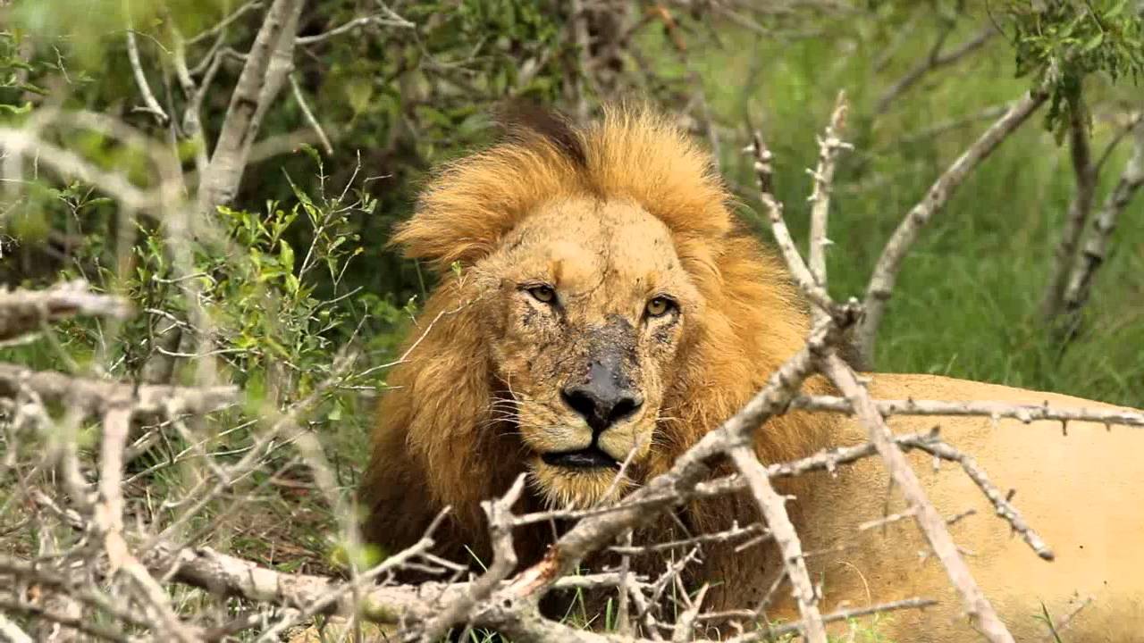 Male lions cleaning battle wounds after a Territorial Fight (Majingilane males)