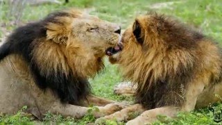 Male lions cleaning battle wounds after a Territorial Fight (Majingilane males)