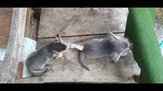 Kitten biting a tail of brother kitten while playing by Kitten meow 13 views 1 year ago 31 seconds